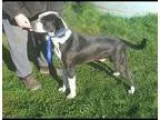 Adopt Riley a Black - with White Pit Bull Terrier  Bluetick Coon