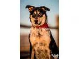 Adopt Dana a Cattle Dog Border Collie