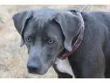 Adopt Bella a Blue Lacy