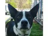 Adopt Morocco a Canaan Dog