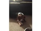 Need Help with Credit!! - Price: Free