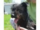 Adopt Keifer a BrownChocolate Terrier (Unknown Type Medium)  Mix