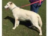 Adopt Snowball a German Shepherd Dog Collie