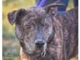 Adopt Billy a Pit Bull Terrier