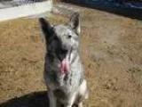 Adopt Connie a German Shepherd Dog