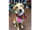 Adopt Trixie II a TanYellowFawn Golden Retriever  Mixed dog in B