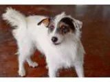Adopt Carrie Underwear a White - with Black Jack Russell Terrier
