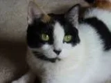 Adopt Emma a Calico or Dilute Calico Domestic Shorthair (short c