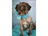 Adopt Iris a Black - with White Miniature Schnauzer  Poodle (Min