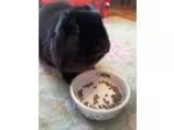 Adopt Dora a Holland Lop