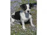 Adopt Tonka a Jack Russell Terrier