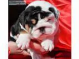Splendid and Splender Miniature English Bulldog Puppies