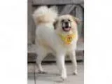 Adopt Hilda a Akita Great Pyrenees