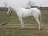 Well Trained APHA Gelding