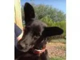 Adopt Shelbie  Courtesy Posting a Black Labrador Retriever  Shep
