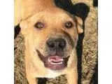 Adopt Nala a TanYellowFawn Staffordshire Bull Terrier  Mixed dog