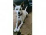 Adopt Lula a Carolina Dog
