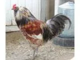 Adopt TONY a Chicken bird in Methuen MA (15275267)