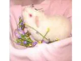 Adopt Begonia a Guinea Pig