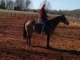 AQHQ buckskin mare