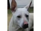 Doberman Pinschers in Los Angeles County