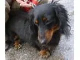 Adopt Bindi (Cocoa Center) a Dachshund