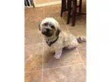 Adopt Colby a Lhasa Apso