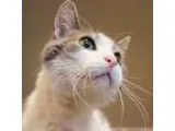 Adopt Mr. Fuzzy Britches a Domestic Short Hair