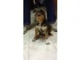 Adopt Maggie a German Shepherd Dog
