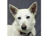 Adopt Sky a German Shepherd Dog
