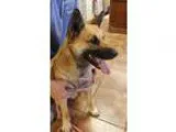 Adopt Cowboy a Shepherd