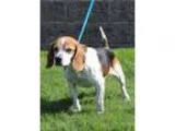 Adopt Oscar a Beagle