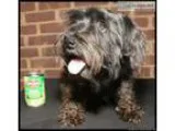 Adopt Tallapoosa a Shih Tzu