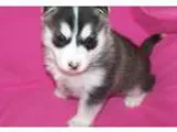 Super cute husky puppies()