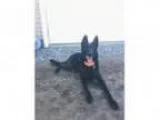 Adopt Sasha a German Shepherd Dog