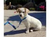 Adopt Midge a Jack Russell Terrier Tibetan Spaniel