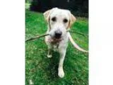 Adopt Melody a Labrador Retriever  Mixed dog in Silverdale WA (1