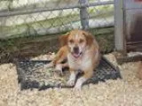 Adopt Omaha a Beagle
