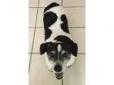 Adopt Coco a Black - with White Jack Russell Terrier  Mixed dog 