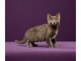 Adopt Sabrina Duncan (Kitten) a Russian Blue