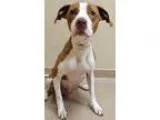 MARBLE TILE 12X24 CARRARA WHITE - FROM ITALY
