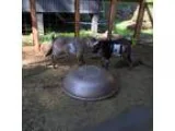 Adopt 2 male 2 yo Nigerian Dwarf Goats Neutered a Nigerian Dwarf