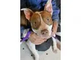 Adopt Cecile a RedGoldenOrangeCh estnut American Pit Bull Terrie