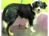 Adopt Fritz a Tricolor (TanBrown and Black and White) Australian