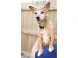 Adopt Brownie (DC) Reduced a RedGoldenOrangeCh estnut - with Bla