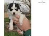 Adopt jack a Tricolor (TanBrown and Black and White) Beagle  Mix