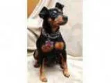 Adopt Hershey -ON TRIAL ADOPTION a Miniature Pinscher