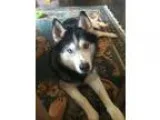 Adopt Baxter a Siberian Husky