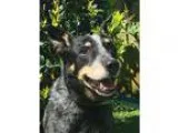 Adopt Jeb a Black - with Gray or Silver Australian Cattle Dog  M