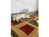 Adopt Heather a Chinchilla Lionhead